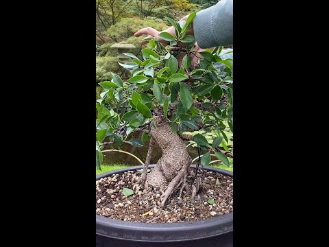 Making a Ficus Bonsai #shorts