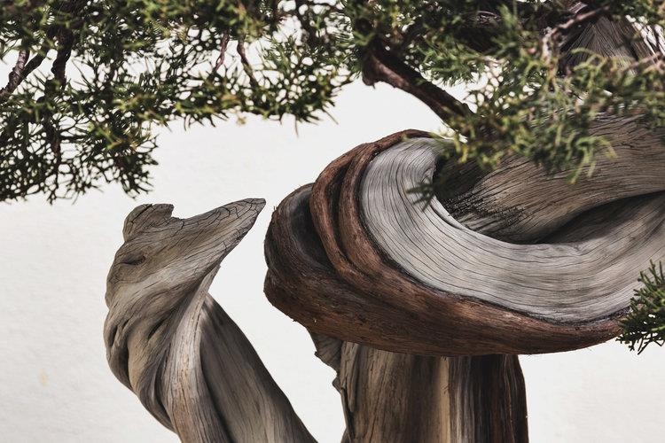 Photographing Bonsai with Stephen Voss