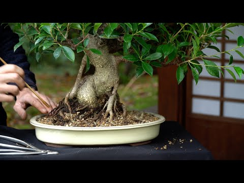 How to repot a Ficus Bonsai