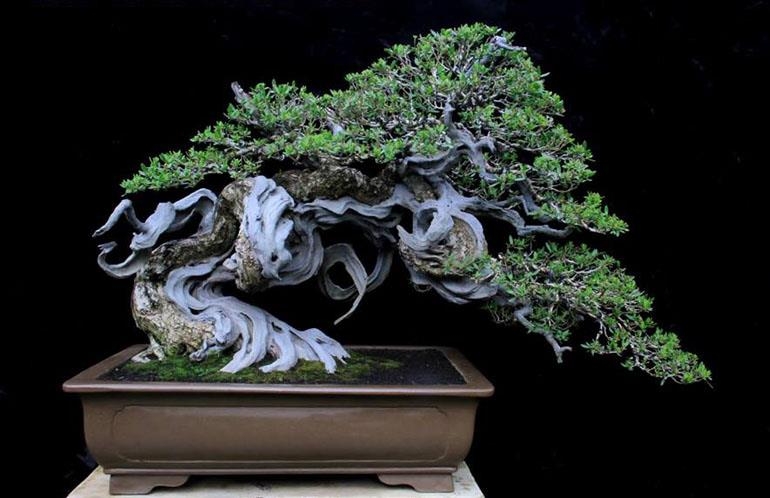 An Old Bonsai Favorite | Bonsai Bark