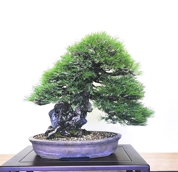 Mystery Bonsai Artist – Koyo Tool Special Ends Tonight | Bonsai Bark