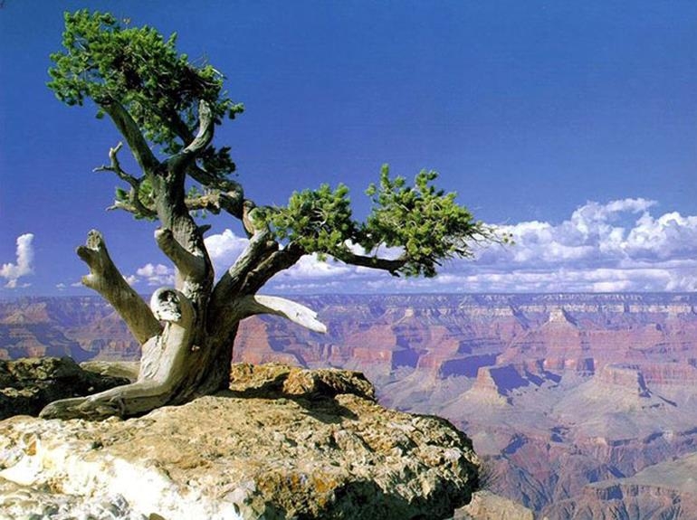 Nature’s Bonsai Growing Out of Rocks in Some of the Most Sensational Surroundings Anywhere | Bonsai Bark