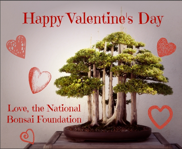 Be our Valentine this year? The National Bonsai &