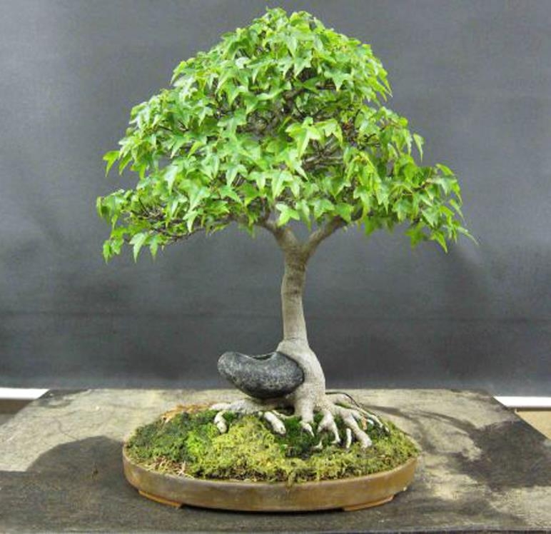 A Different Kind of Root-over-Rock | Bonsai Bark