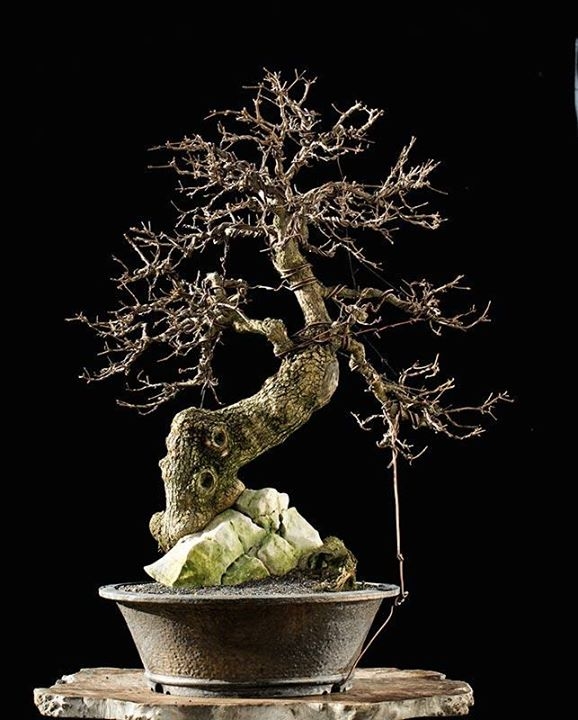 Field Maple #9