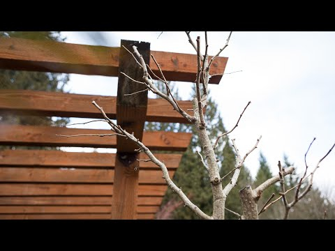 Ginkgo Bonsai Design Tutorial