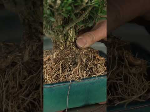 Making a Boxwood bonsai #buxus #bonsaitree #diy #gardening #bonsai  #japan