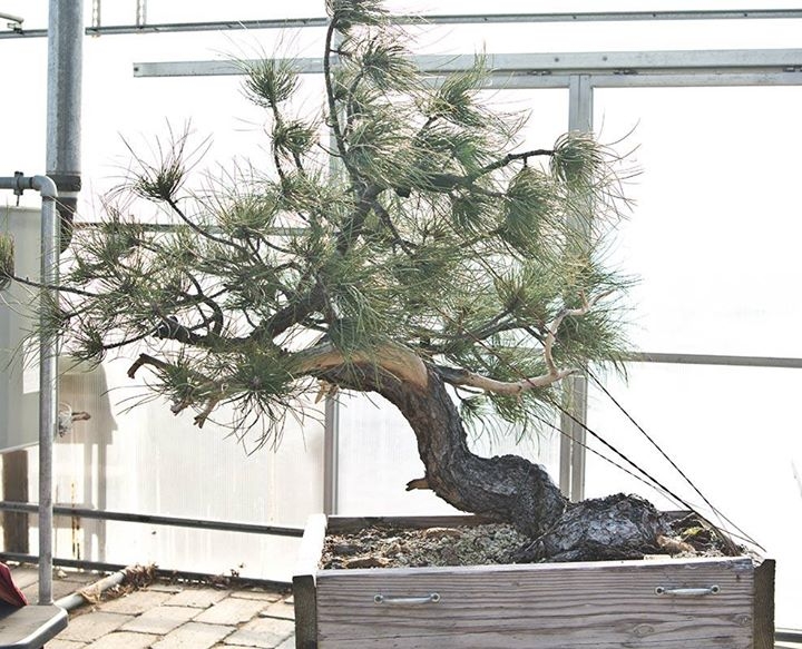 bringing a ponderosa to the next step at Hidden