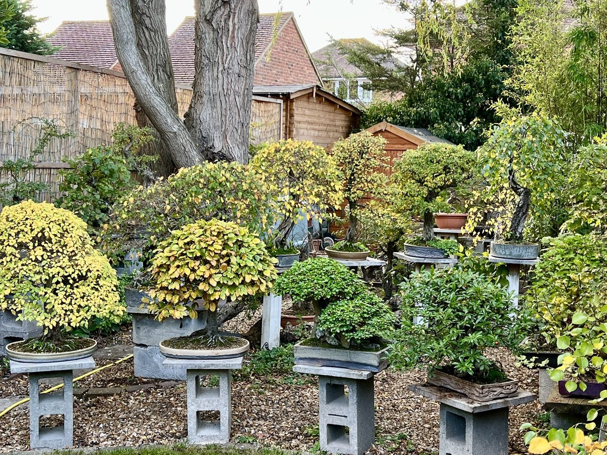 Autumn colour has really arrived in the garden!