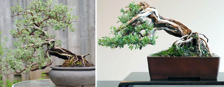Potentilla Bonsai, Before & After – As Fragile as Stained Glass | Bonsai Bark