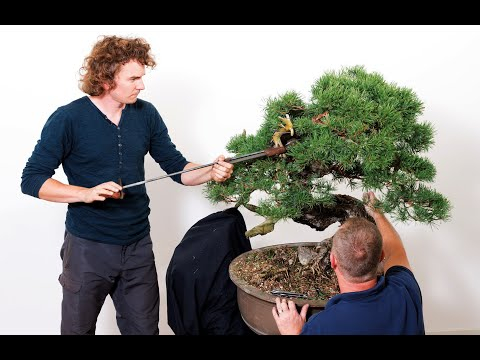 THE PUZZLE PINE