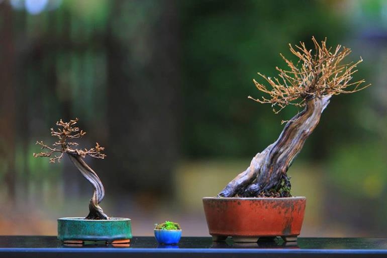 Two Potentilla Bonsai & Two Brand New Books | Bonsai Bark