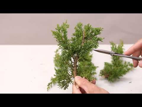 Bonsai techniques: growing Juniper bonsai from cuttings by Valentin Brose