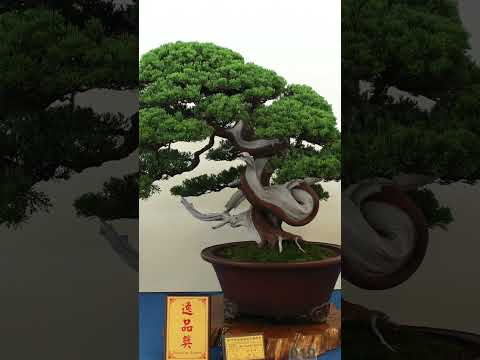 Taiwanese Bonsai #inspiration #taiwan #penjing #bonsai