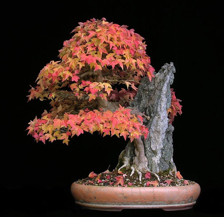The Original Backyard Bonsai – Tool & Soil Specials End Tomorrow | Bonsai Bark