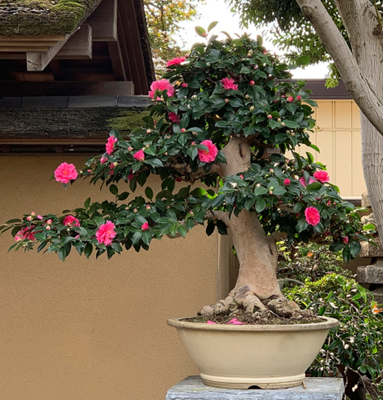 Bonsai Adventure & a Pot with a Story to Tell | Bonsai Bark