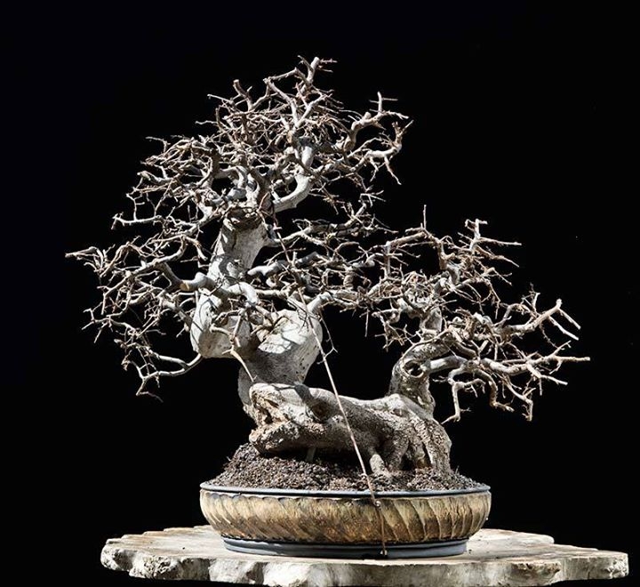 Oriental Hornbeam #81