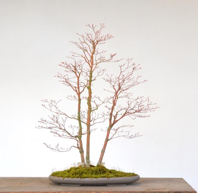 A Quieter Tree & a Smaller House | Bonsai Bark