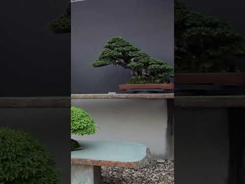 Miniature forest #bonsai #miniature #forest #woods #japanese #japan