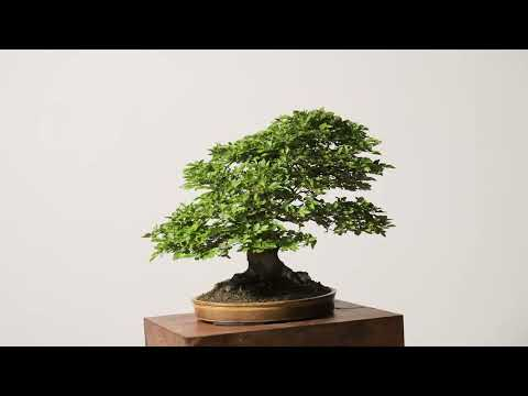 The Next Chapter Begins: Mirai's First Ever Tree Auction