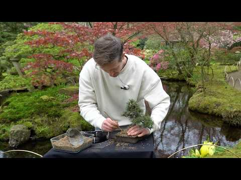 Making a Pine Bonsai tree