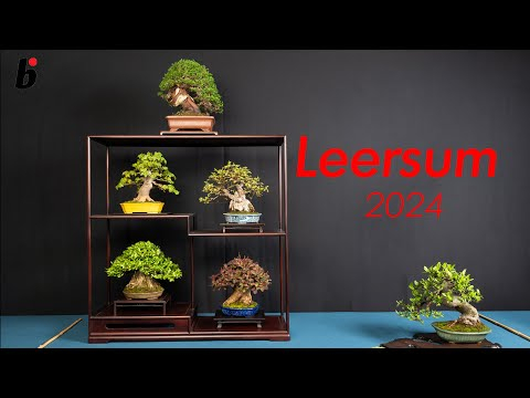 Bonsai show in Leersum Holland