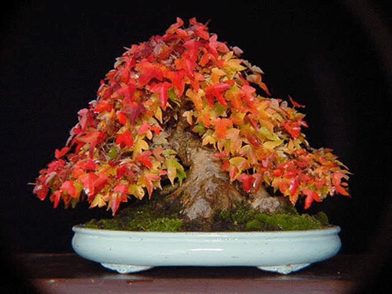 Brilliant Bonsai in Full Fall Colors & Other Famous Trees | Bonsai Bark