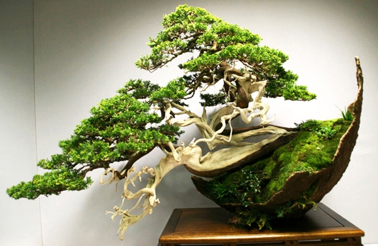 A Dramatic Juniper with a Slight List to the Left | Bonsai Bark