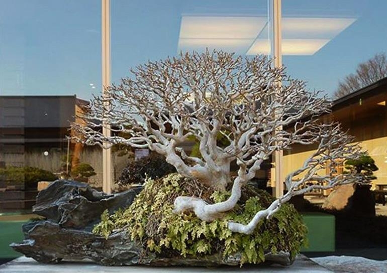 Masters of Refining Bonsai | Bonsai Bark