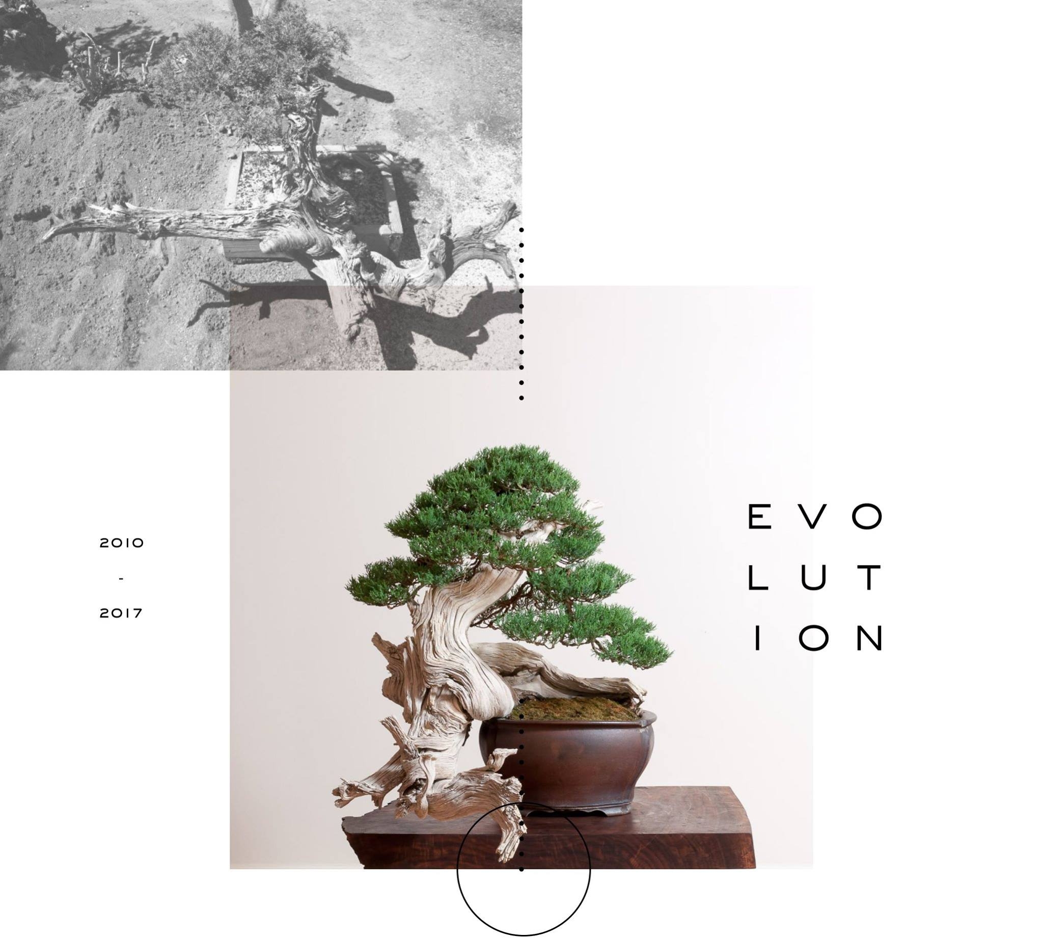 rocky mountain juniper �no. 1 evolution | Bonsai Mirai