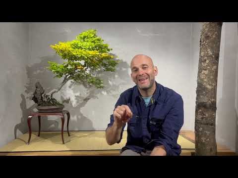 Bonsai techniques: Displaying and preparing a Bonsai for Exhibitions by Peter Warren