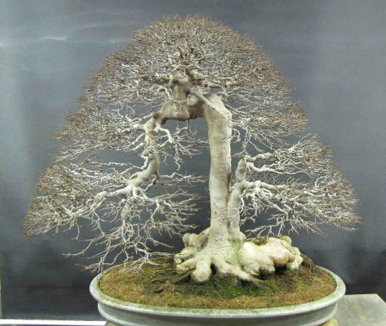 Eccentric Bonsai: Too Strange, or Just Strange Enough? | Bonsai Bark