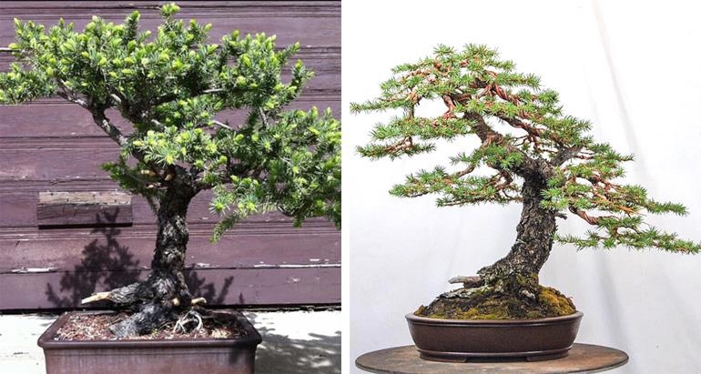 Colorado Blue Spruce, Before & After | Bonsai Bark