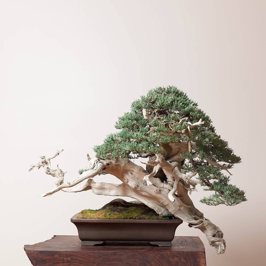 Big Blue Evolution | Bonsai Mirai