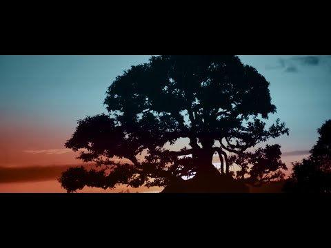 Trees in Cinema: Forrest Gump