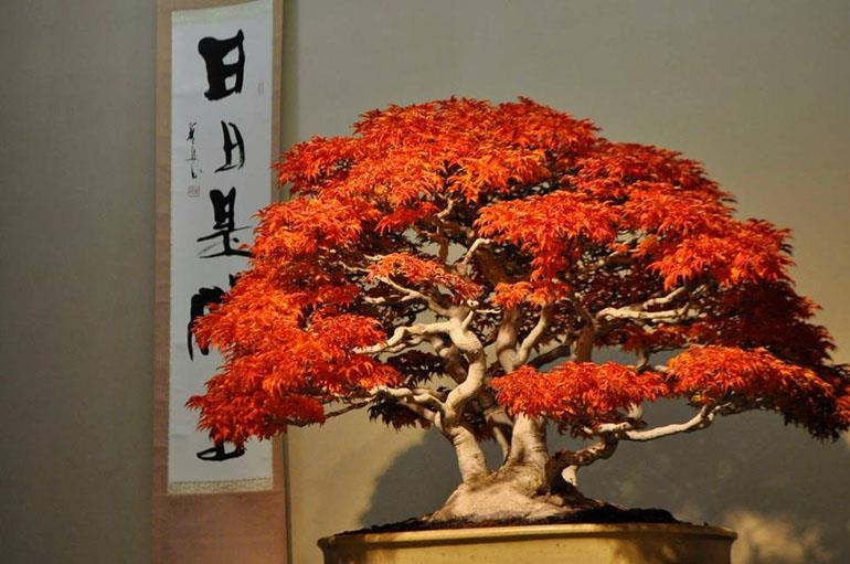 Brilliance at the Omiya Bonsai Museum | Bonsai Bark
