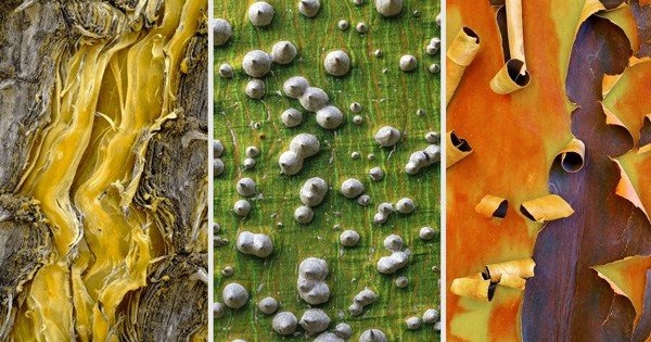 The Songs of Trees: A Biologist’s Lyrical Ode to How Relationships Weave the Fabric of Life