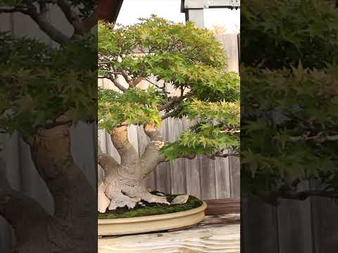 Amazing Bonsai - Japanese maples #japanese #maple #fall #bonsai #bonsaitree
