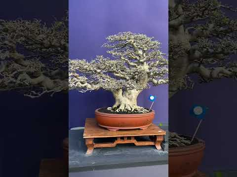 Bonsai #indonesia #art #bonsai #trees #bonsaiindonesia