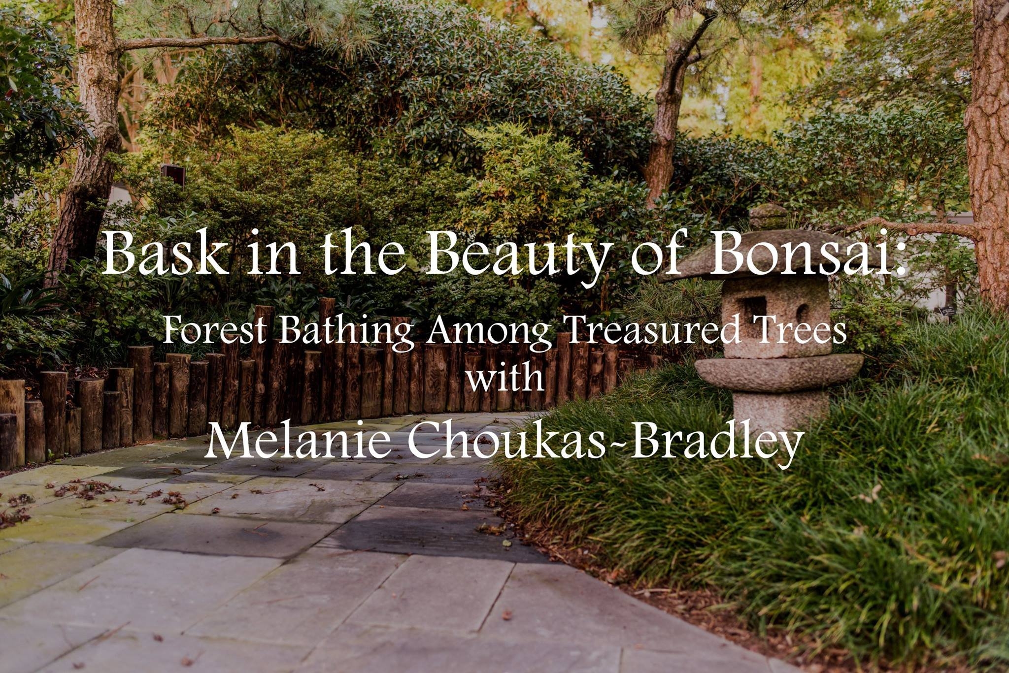 Bask in the Beauty of Bonsai: Forest Bathing Among Treasured Trees