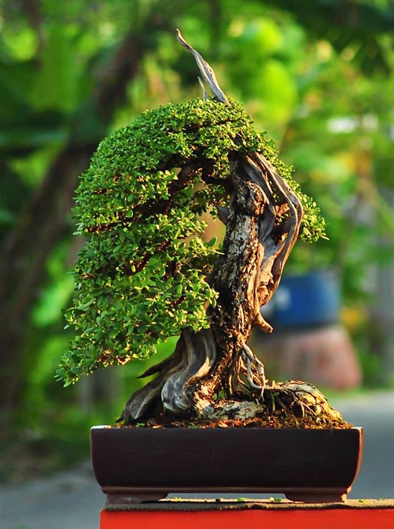 Bonsai Waterfalls & Strange Beasts | Bonsai Bark