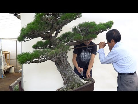 Kimura Techniques - bending an old, thick branch