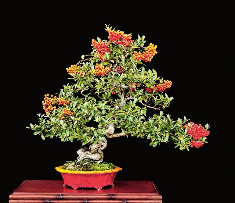 Bill Likes Red Pots Too! | Bonsai Bark