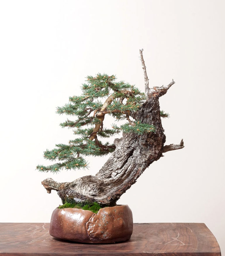 Three Powerful Bonsai, a Quick Spelling Lesson, Ancient Pines & Towering Hoodoos | Bonsai Bark