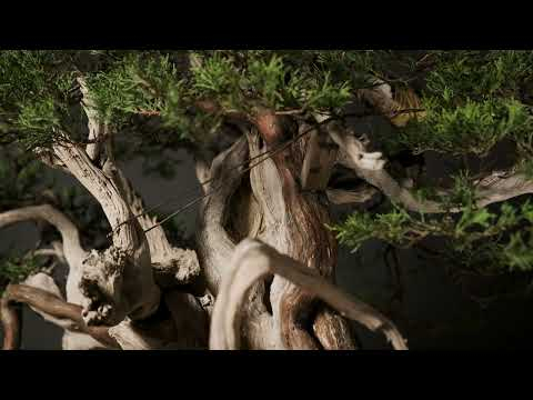 Exceptional Rocky Mountain Juniper Bonsai – A Collector’s Dream!