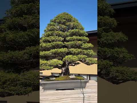 The Omiya Bonsai Museum #omiya #bonsai #museum #japan #japaneseculture #japanese
