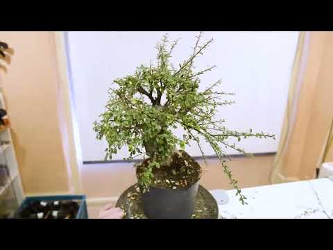 Cotoneaster clipping branches