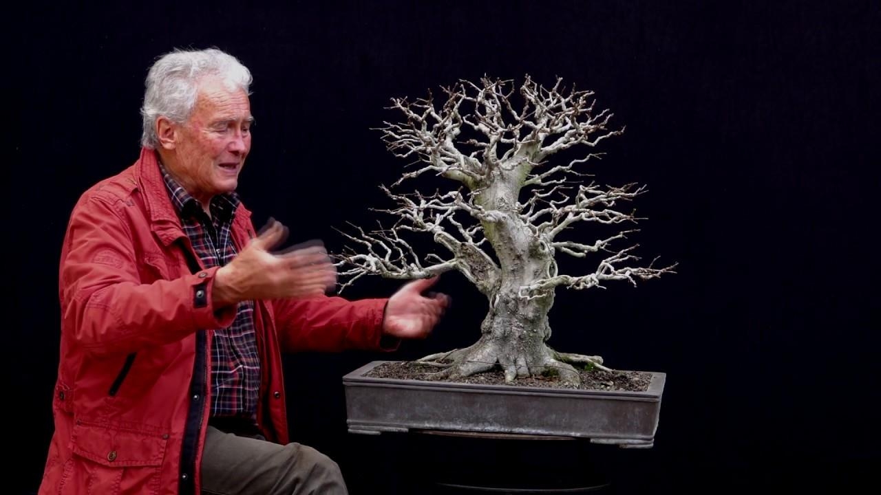 Carpinus orientalis collected 10 years ago in