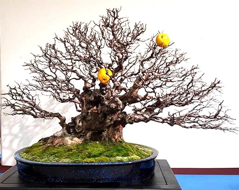 Korea Bonsai Artists Exhibition | Bonsai Bark