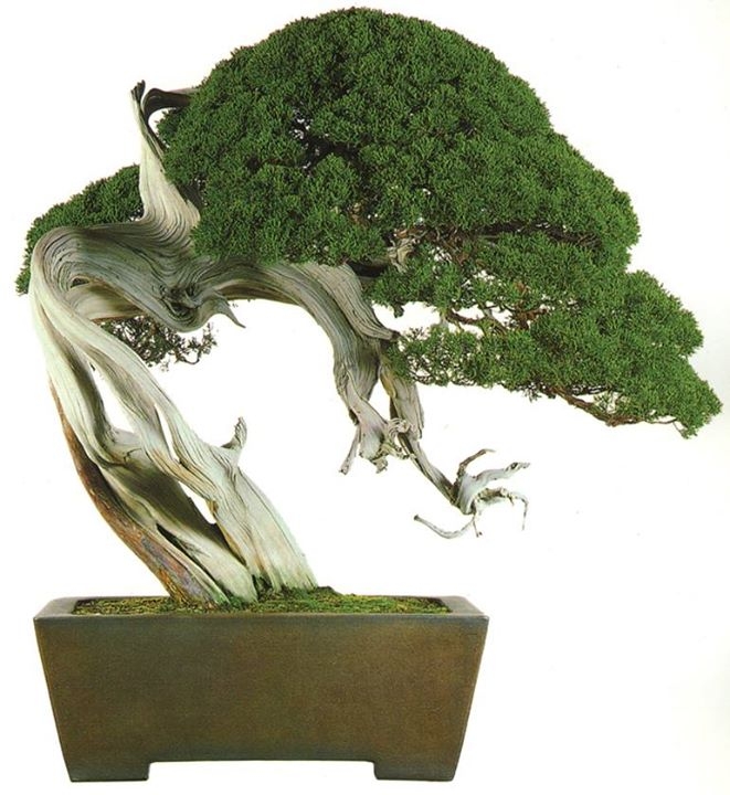 Don’t Pinch You Juniper Bonsai! bonsaibark.com &